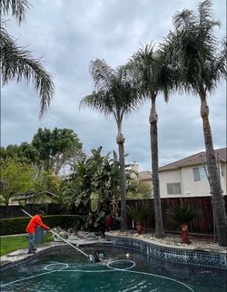 Affordable tree guys