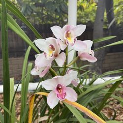 Cymbidium Orchids