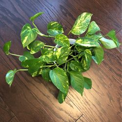 Pothos Plant