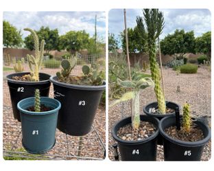Potted Cactus Plants – 6