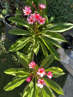 Rooted plumeria