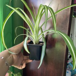 Spider Plant 4 inch Pot “ Bay Ridge Brooklyn 11220”