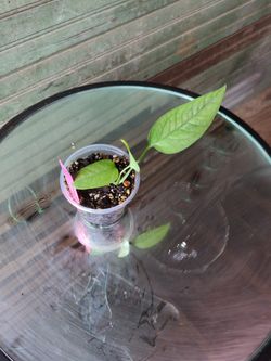 Epipremnum Skeleton Key