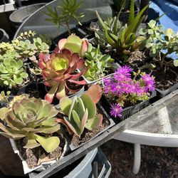 Succulent Plants 