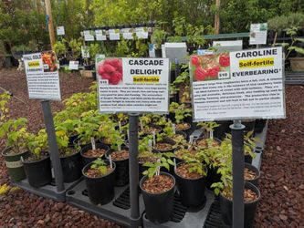 Raspberry Plants Red and Golden