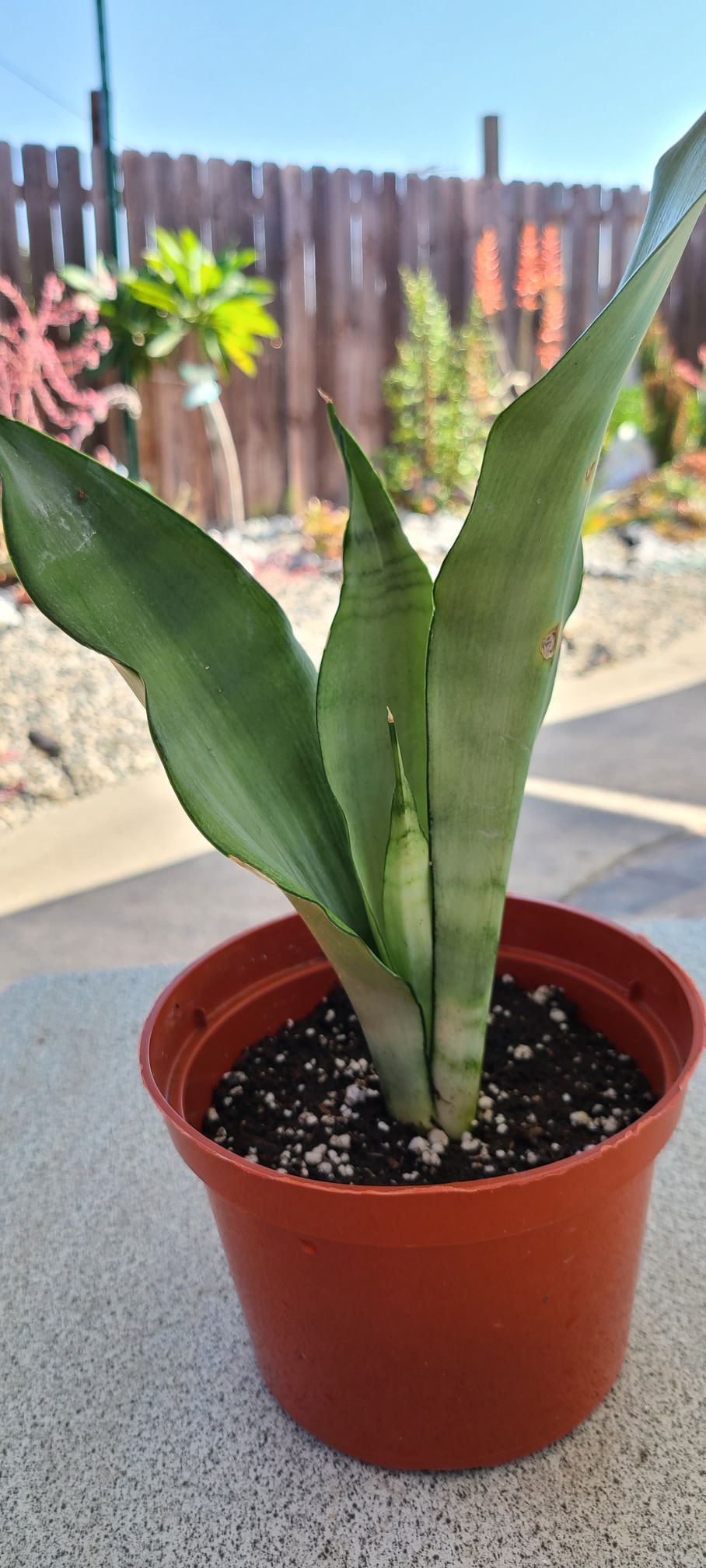 House plant Snake Plant 'Moonshine' Sansevieria 'Moonshine" or Mother-in-Law's Tongue",