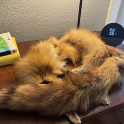 Red Fox Pelt