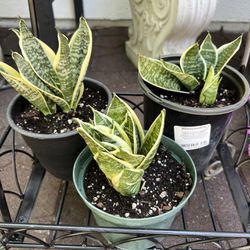 2 Mother-in-law's tongue, Snake plant-Saint George's sword,