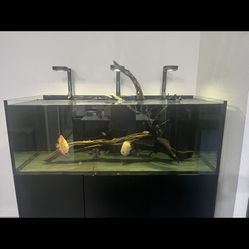 Driftwood Fish Tank 