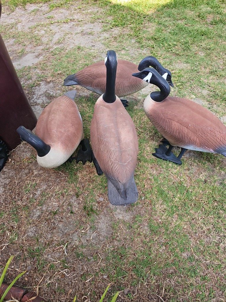 4 Big FOOT CANADIAN GOOSE Decoys