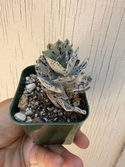 3” Kalanchoe rhombopilosa