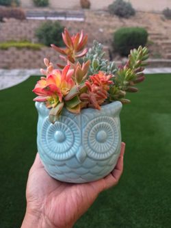 Owl pot with succulents