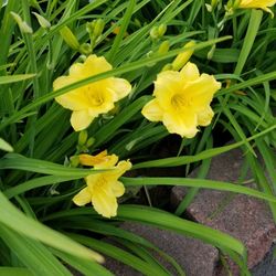 Daylilies Landscaping Plants 