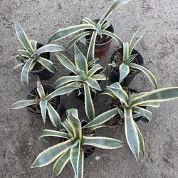 Agave Americano