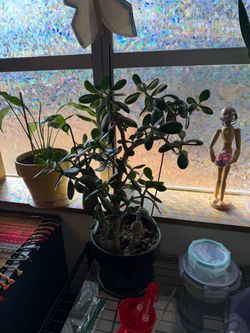 Jade plant
