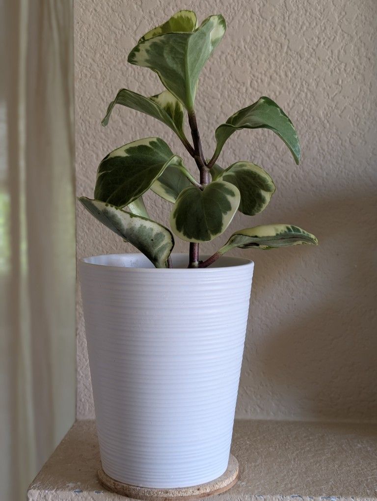 Healthy Beautiful Indoor Plant (Peperomia)