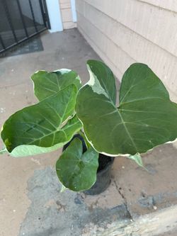 White and green Elephant Ear Plant