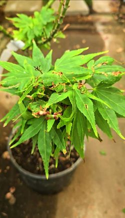 Mikawa yatsubusa Japanese maple