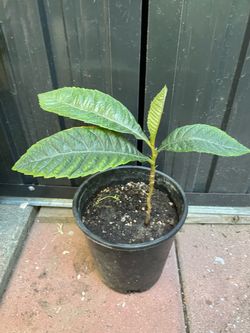 Loquat tree