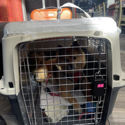 Large dog traveling hard carrier.