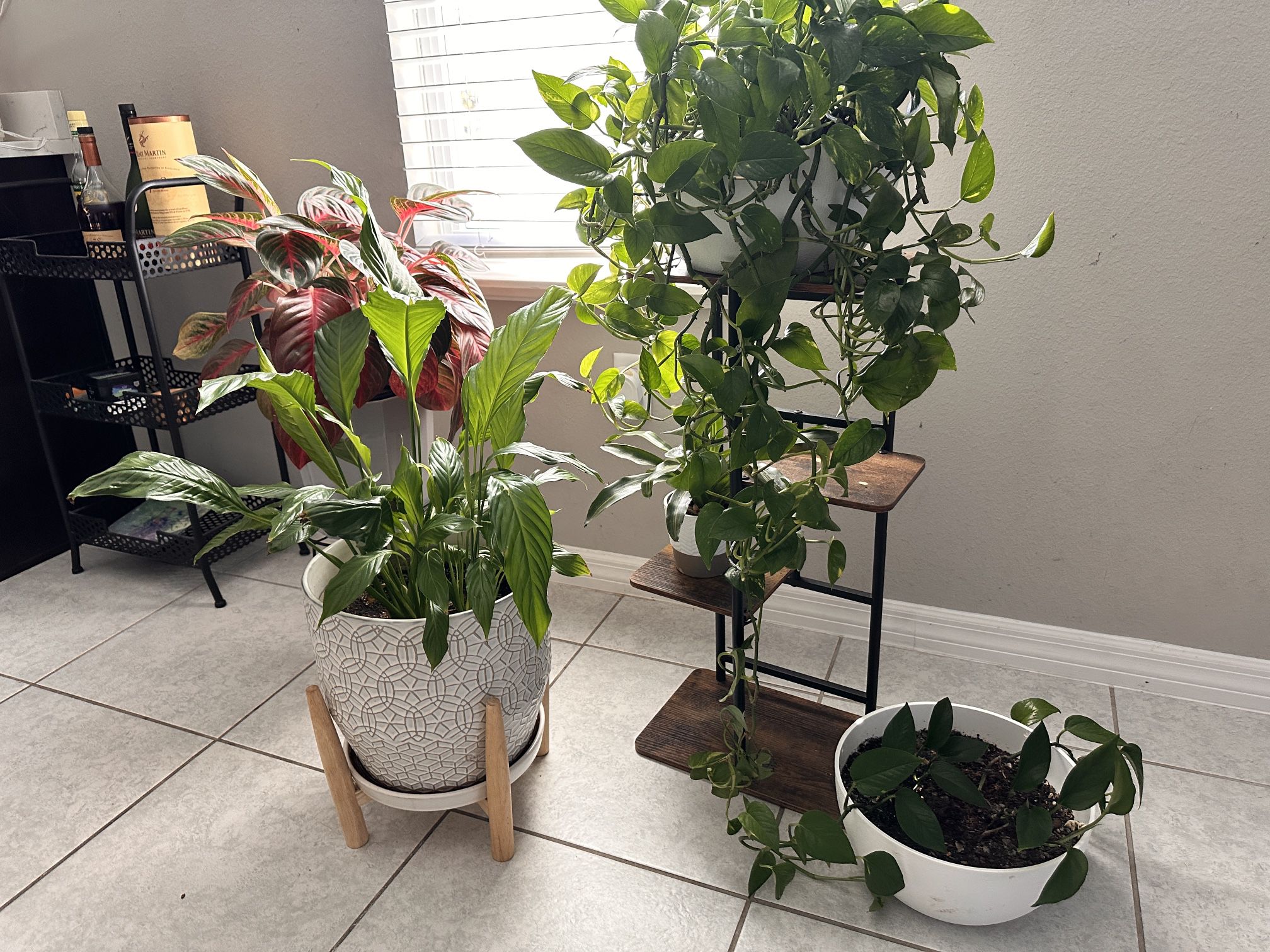 Plants And pots