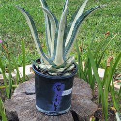 White Stripe Agave Plants