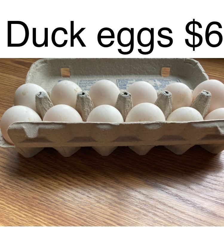 Nest Run Eggs