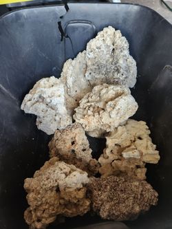 Authentic Live Fugi Rocks