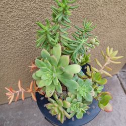Succulent Arrangement