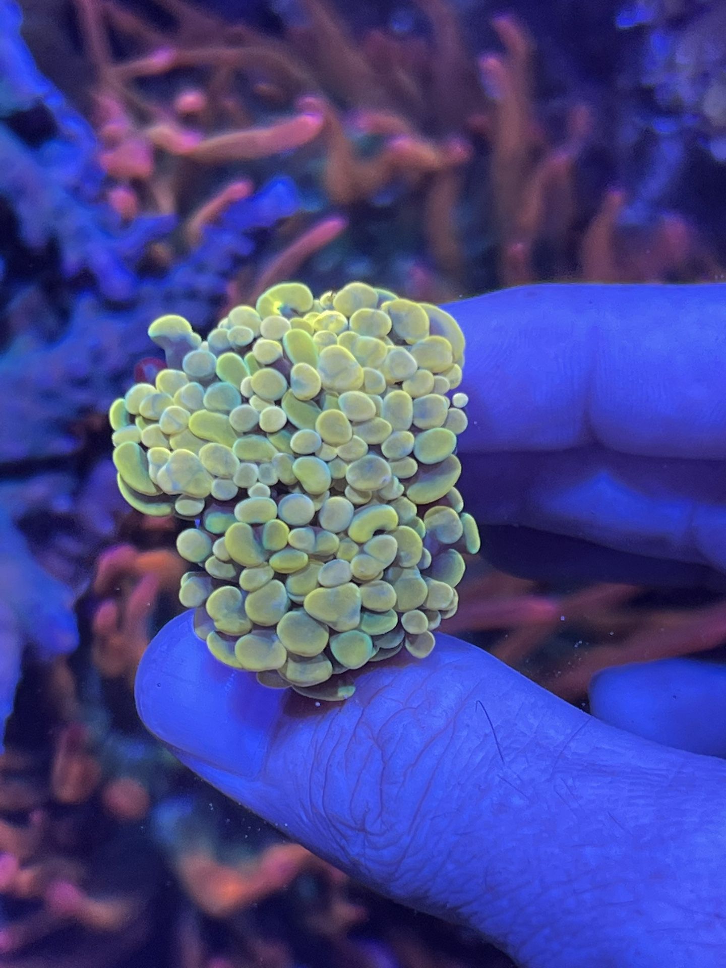 Fake Hammer Corals