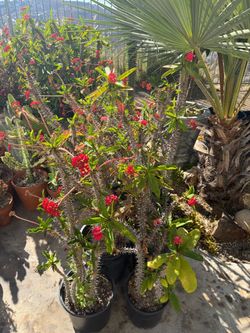Crown of thorns
