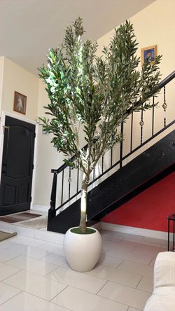 Tall Olive Tree