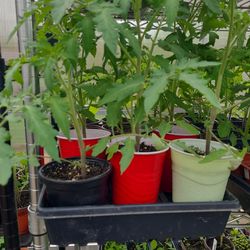 Organic Tomatoes Plants