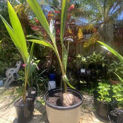 6 Ft Tall Coconut Palm w/Large Pot