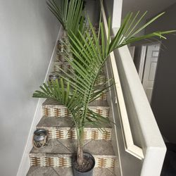 Palm plant