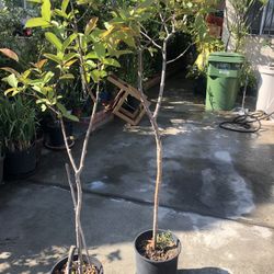 Guava Trees
