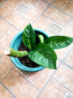 Small Dieffenbachia Plant