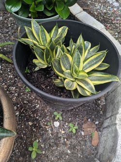 Low growth snake plant