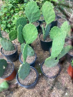 Nopales