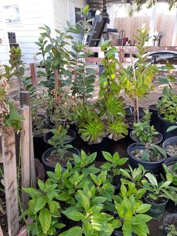 Plantitas chicas organics