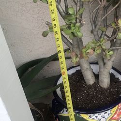 Pot 