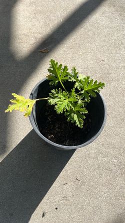 Citronella mosquito plant