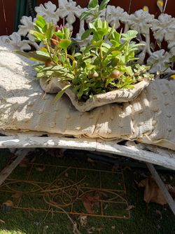 Ceramic clamshell with succulents