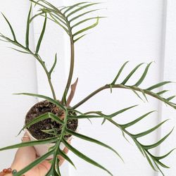 Philodendron Tortum Plant 4" Pot - Indoor House Plants