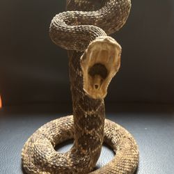 Taxidermy Real Rattlesnake 11 Inches High  