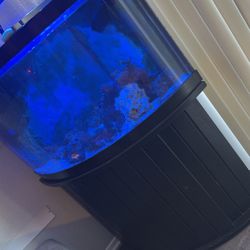 Salt Water Fish Tank