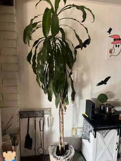Plants