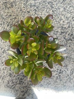 Jade Plant Bonsai