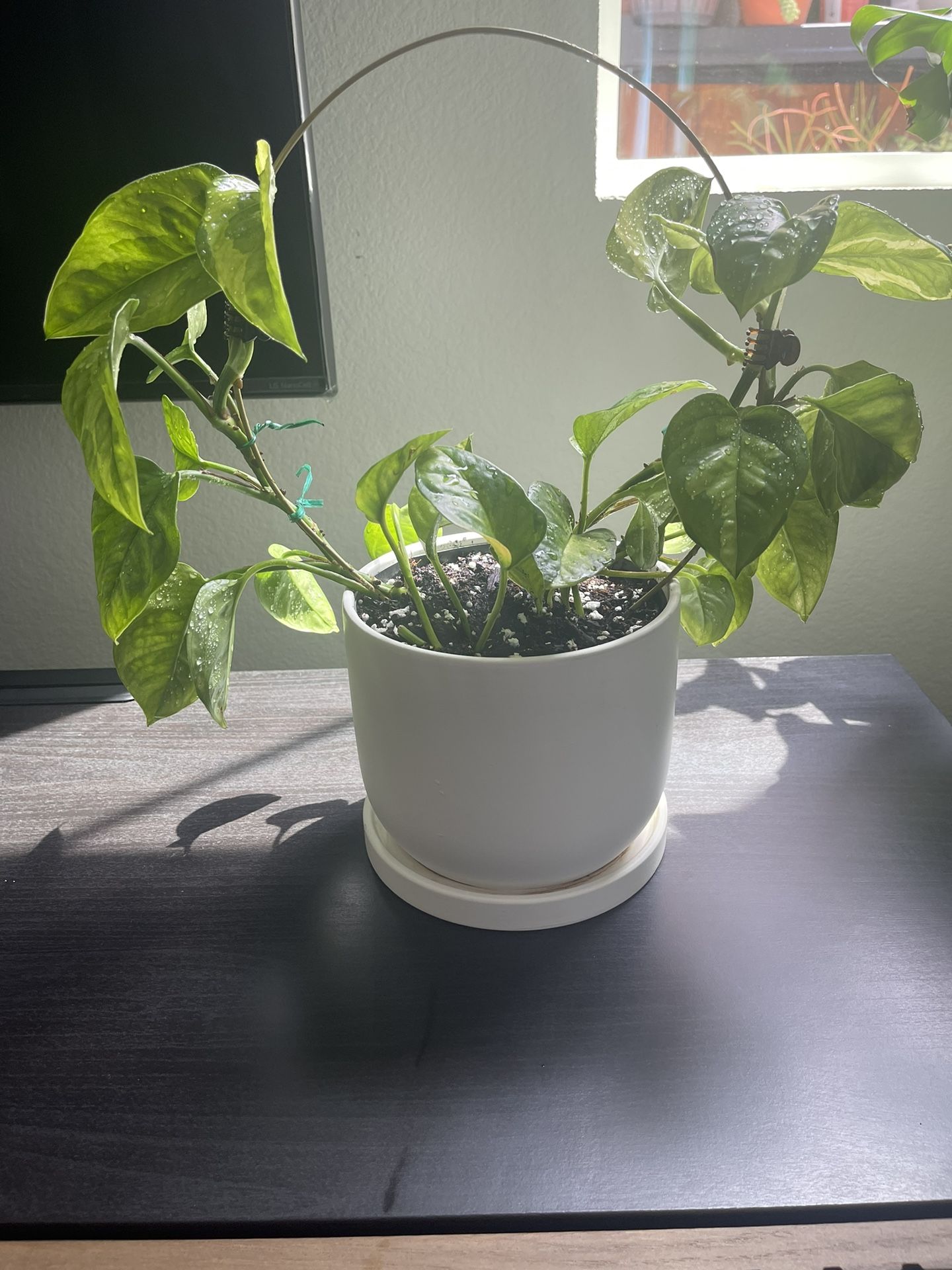 Decorative Living Plant 