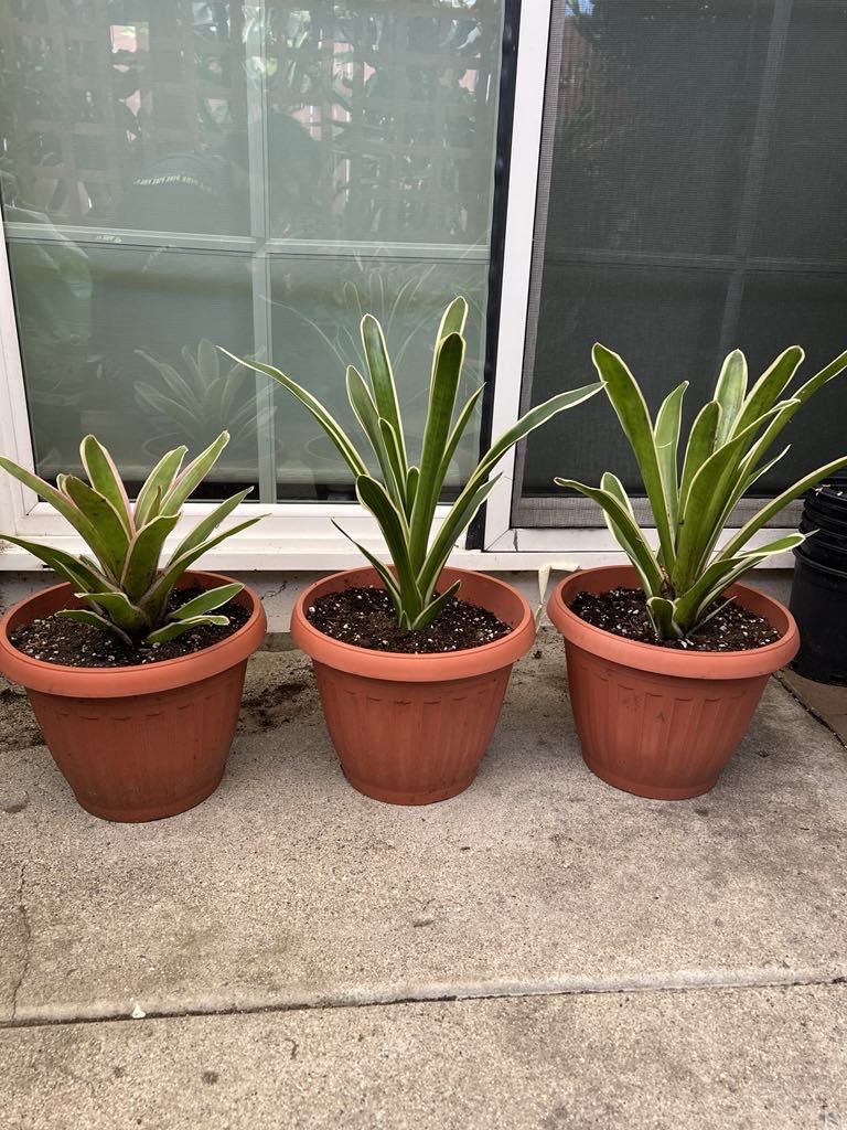 Bromeliad neoregelia